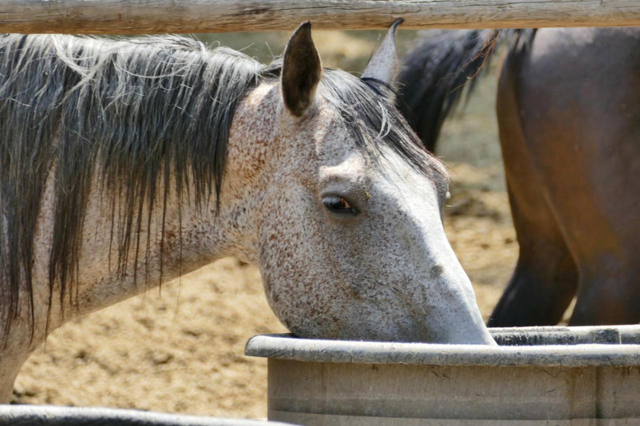 ホテル Bill Cody Ranch エクステリア 写真